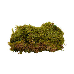 Preserved Rock Moss Box