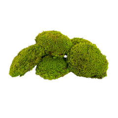 Preserved Mini Moss Balls