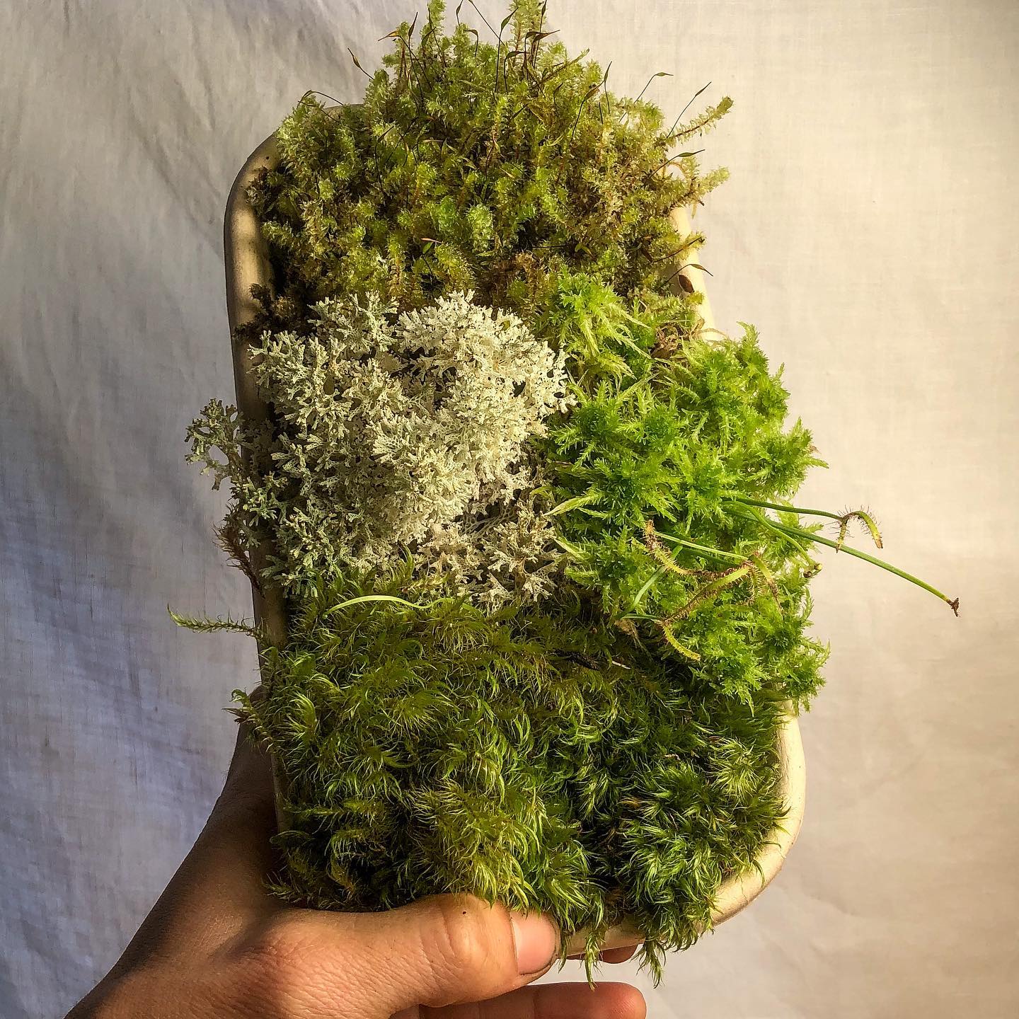 Seasonal Moss and Lichen Mix Pack - 1000mL