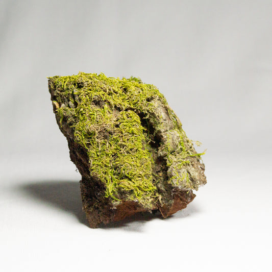 #4 - Moss on Pine Bark - 8×6.5×3 cm