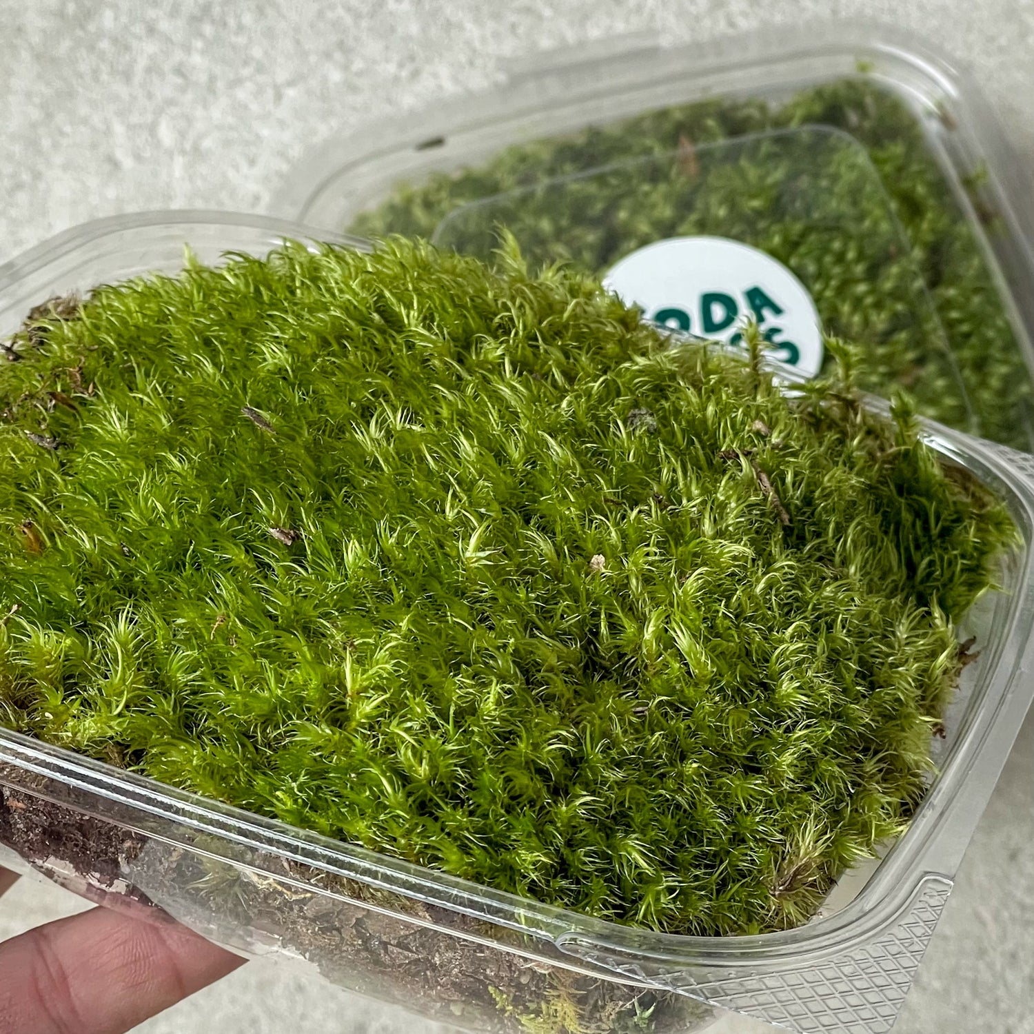 Fork Moss