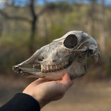 Hand holding a animal skull with a blurred natural background