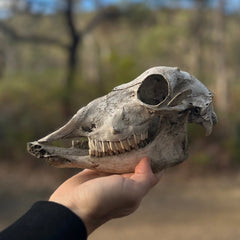 Hand holding a animal skull with a blurred natural background