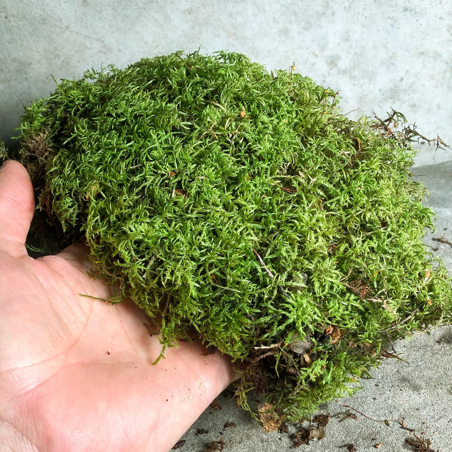 Premium Feather Moss
