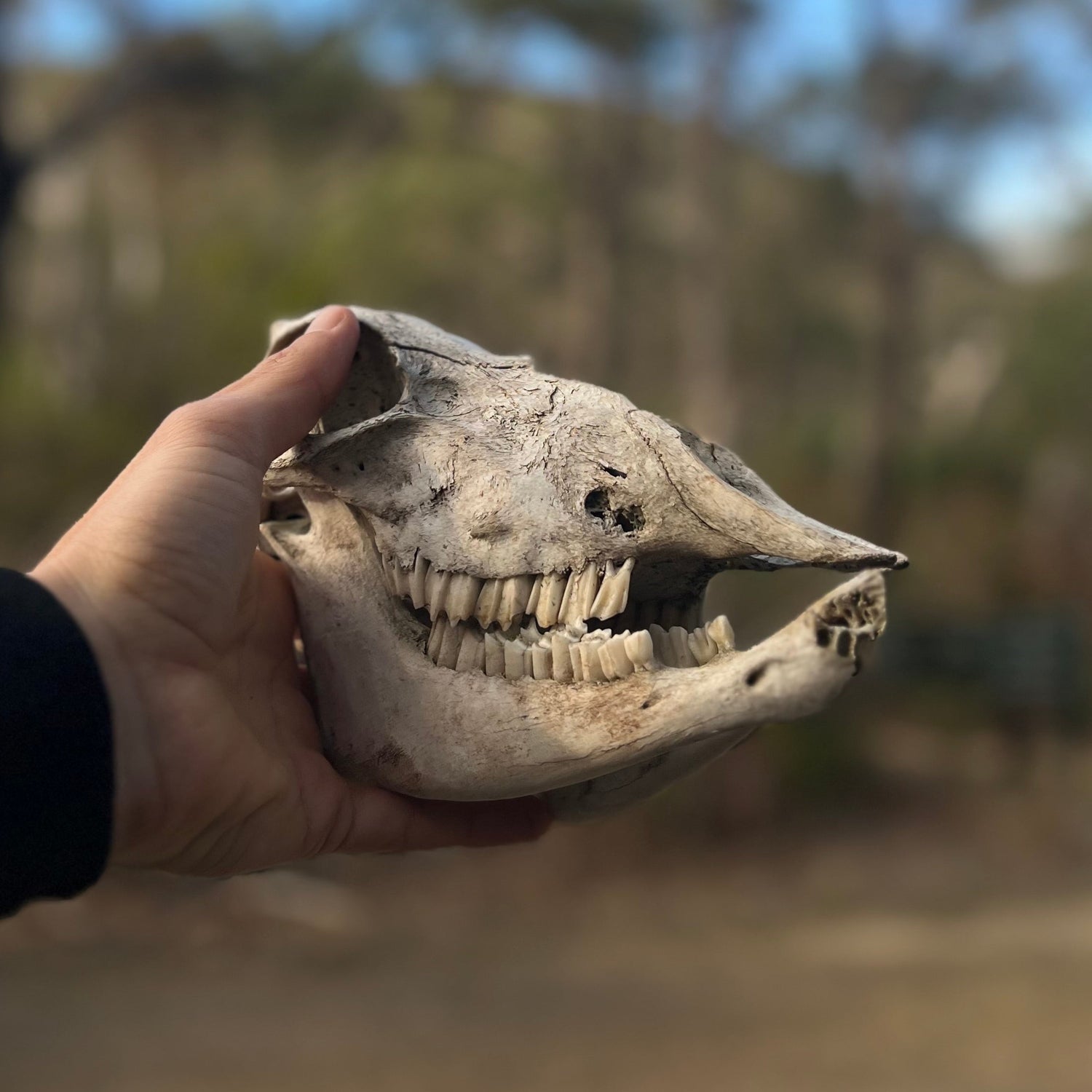 Paddock Found Sheep Skull