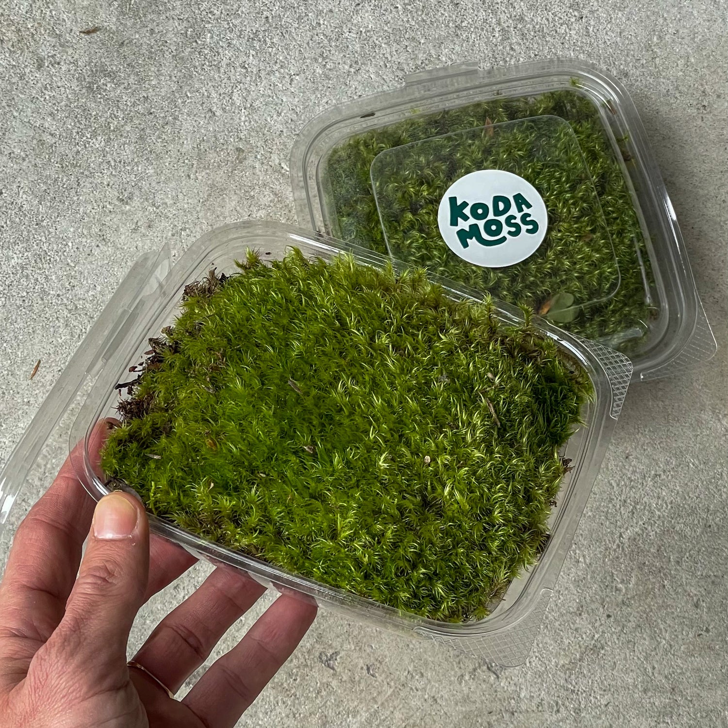 Fork Moss