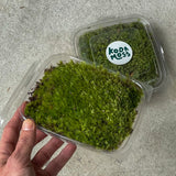Fork Moss