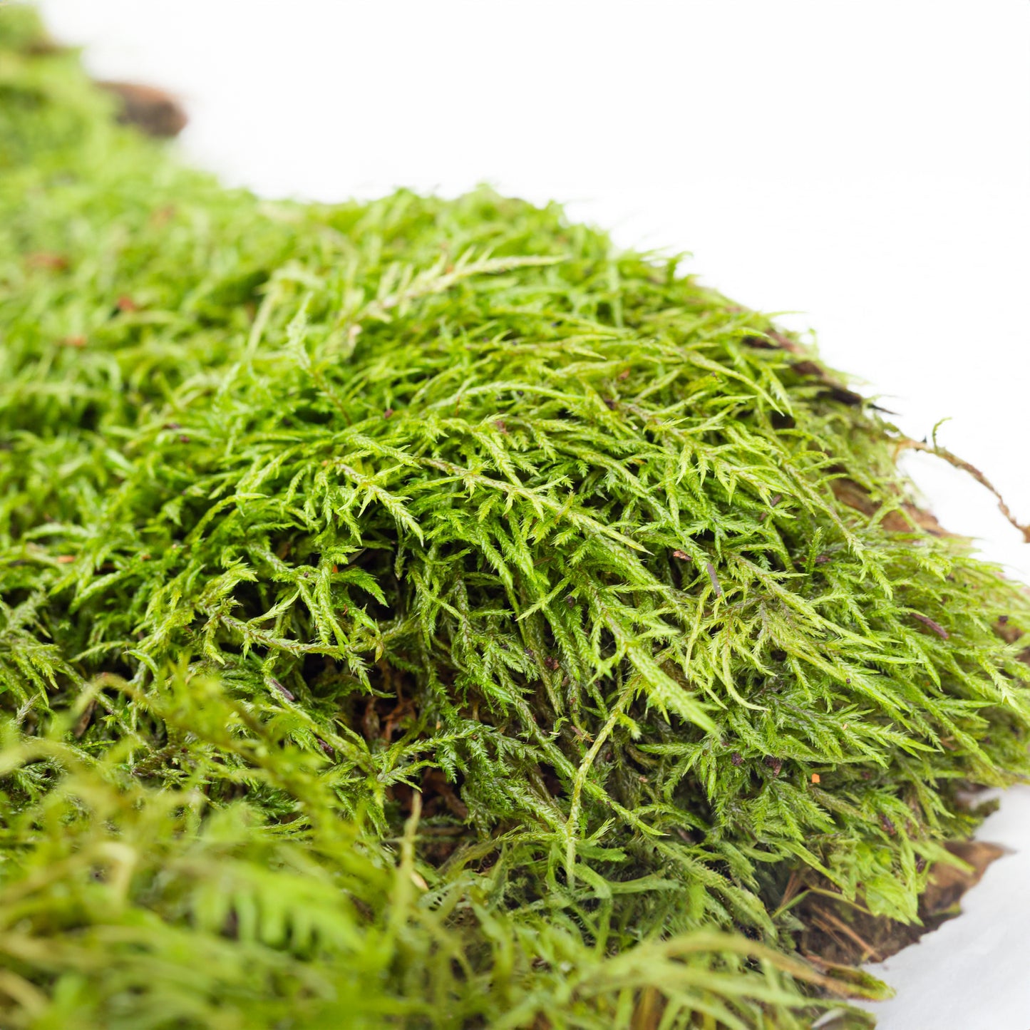 Premium Feather Moss