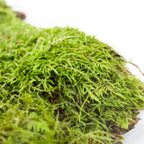 Premium Feather Moss