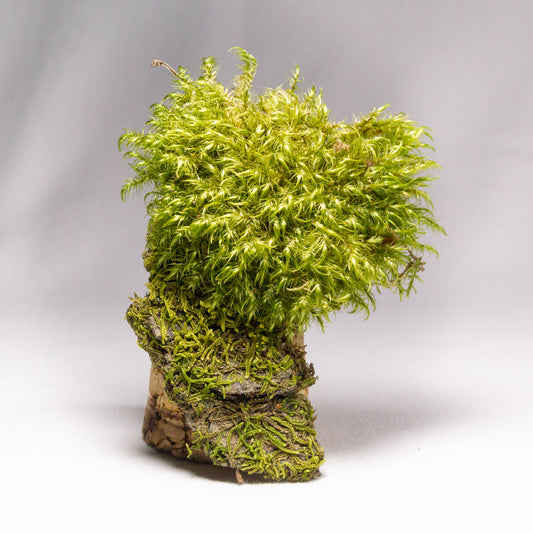 #6 - Fork Moss on Thin Bark - 10x8x2 cm