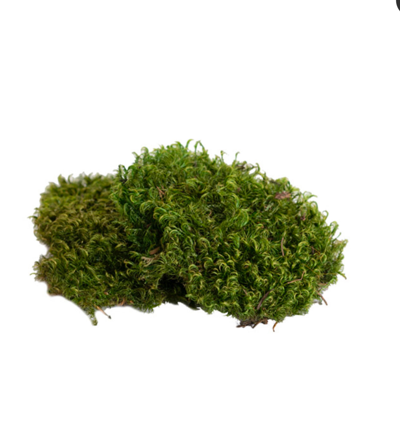 Preserved Hair Moss