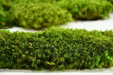 Preserved Hair Moss - 800g