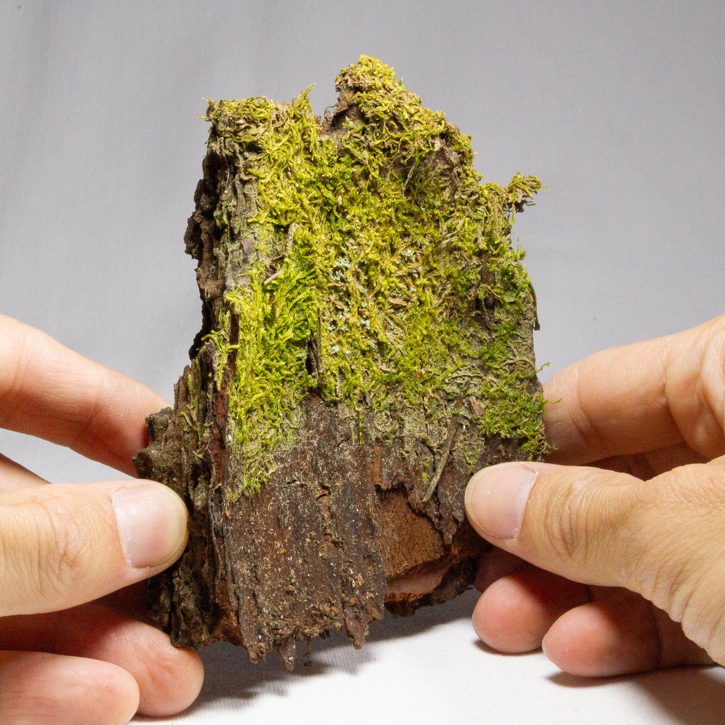 #1 - Pine Bark with Moss - 12×10×4 cm