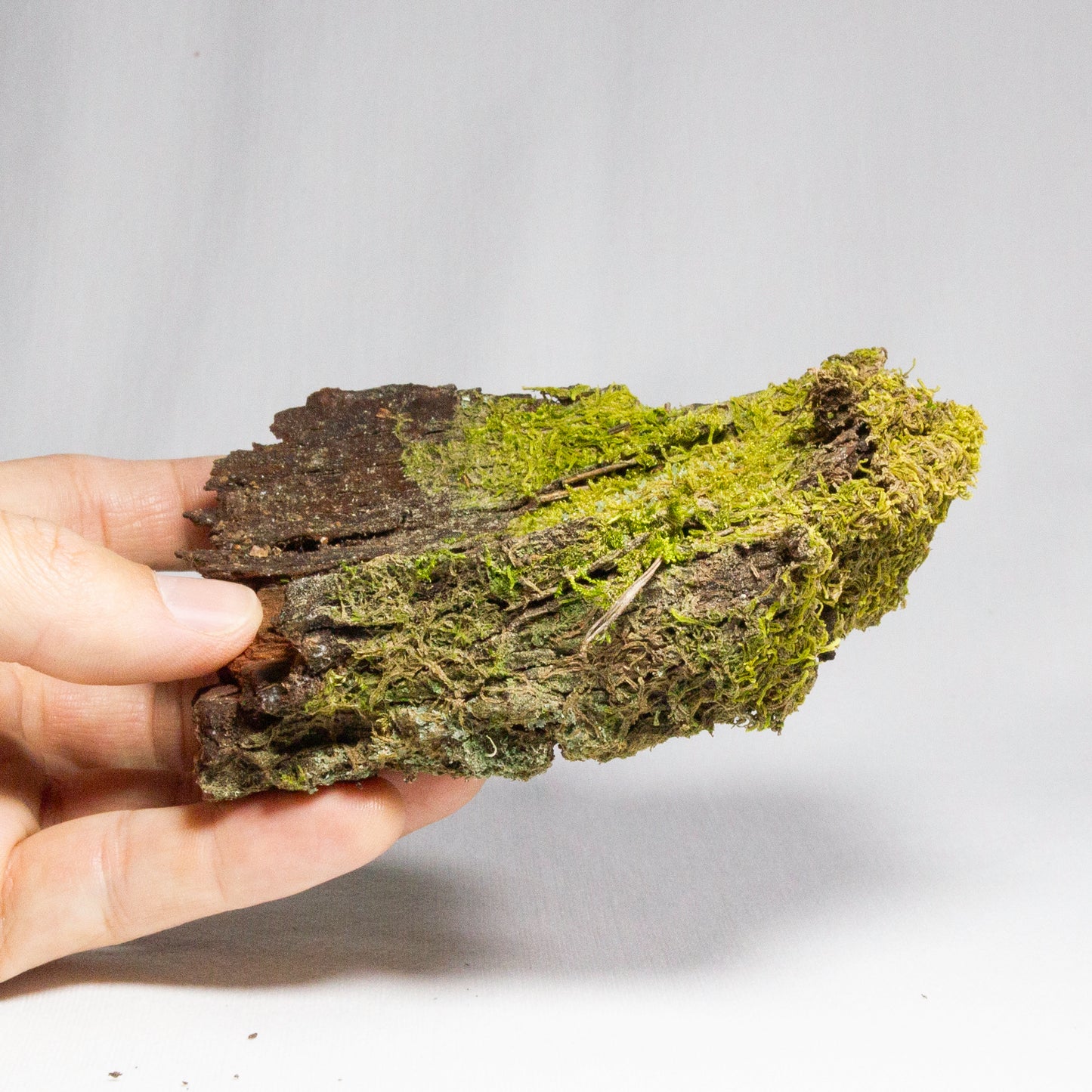 #1 - Pine Bark with Moss - 12×10×4 cm