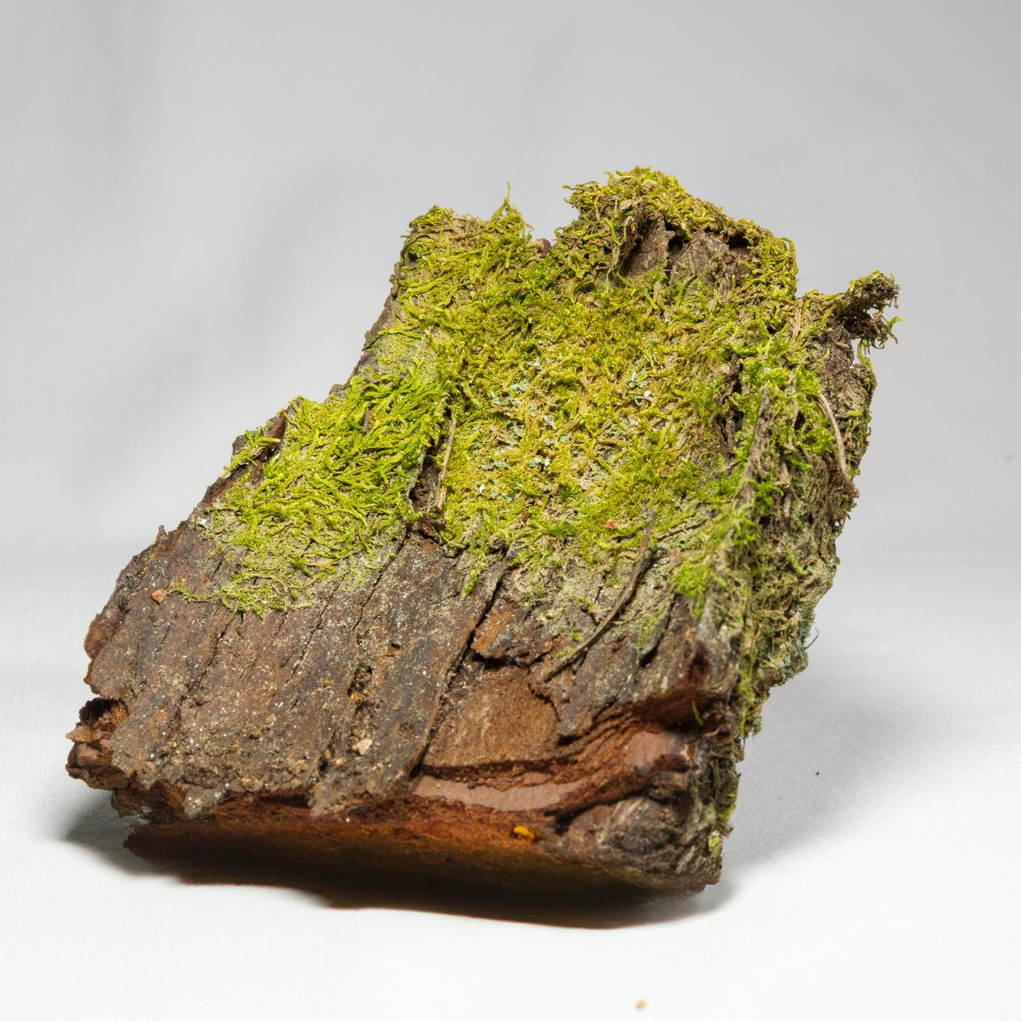 #1 - Pine Bark with Moss - 12×10×4 cm