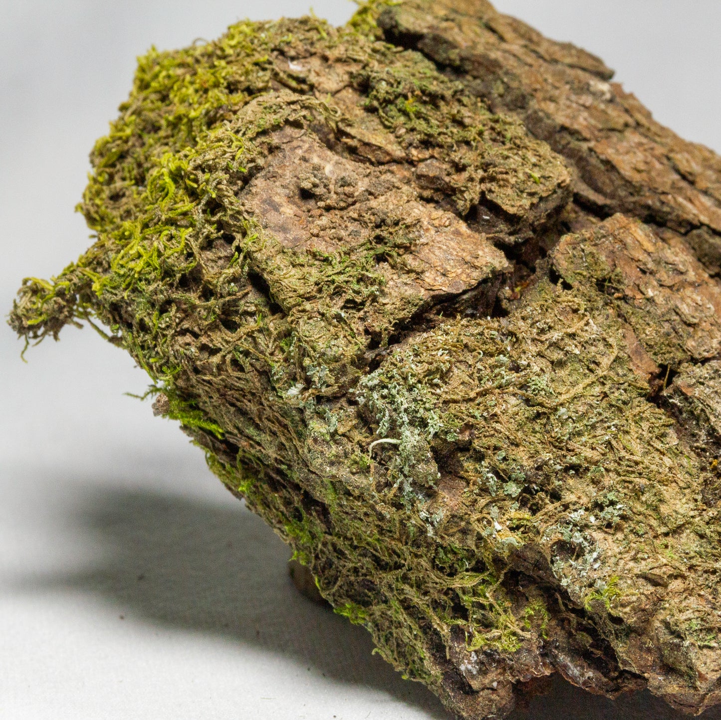 #1 - Pine Bark with Moss - 12×10×4 cm