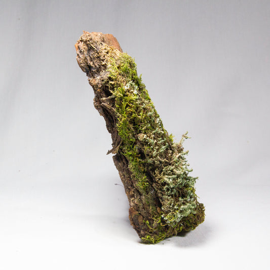 #3 - Moss and Lichen on Pine Bark - 14x5x3.5 cm