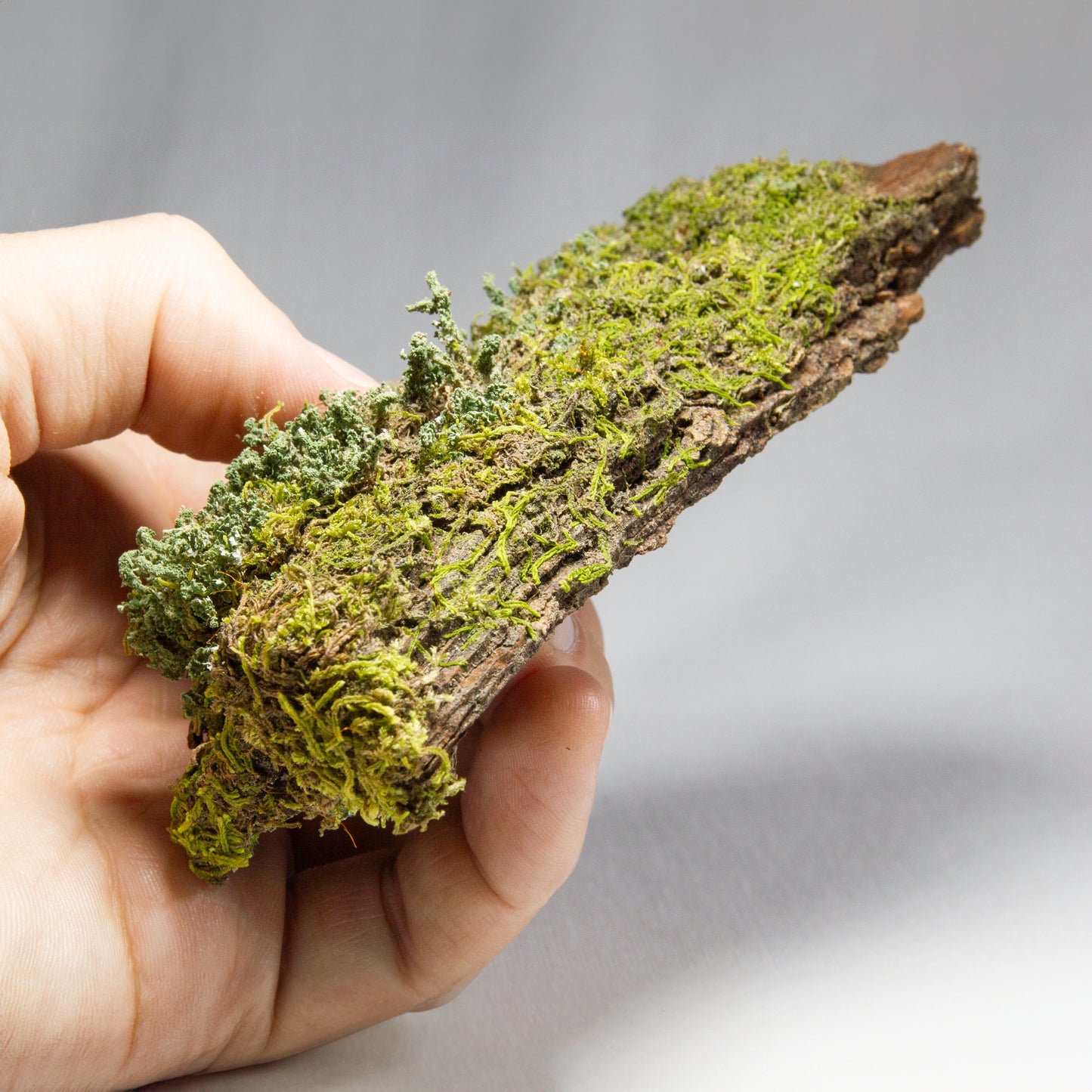 #3 - Moss and Lichen on Pine Bark - 14x5x3.5 cm