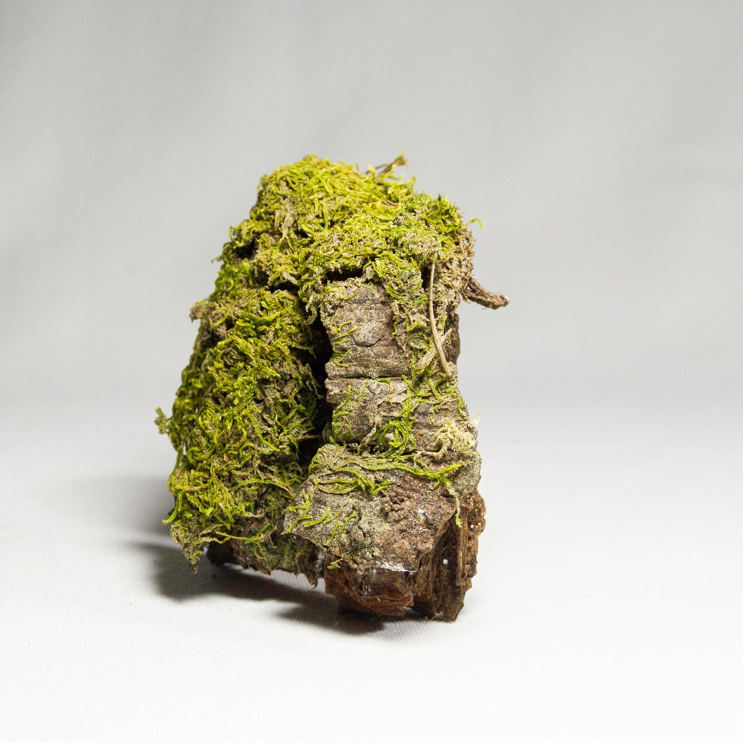 #4 - Moss on Pine Bark - 8×6.5×3 cm