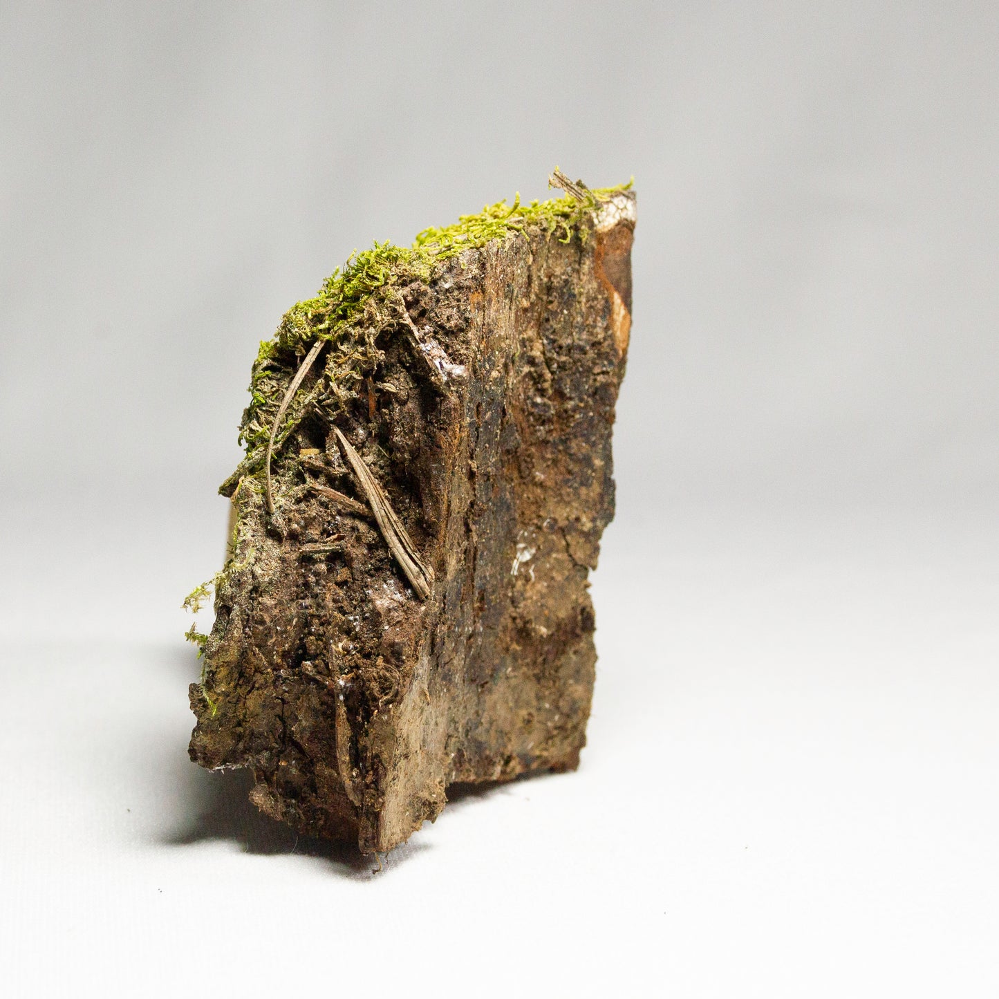 #4 - Moss on Pine Bark - 8×6.5×3 cm