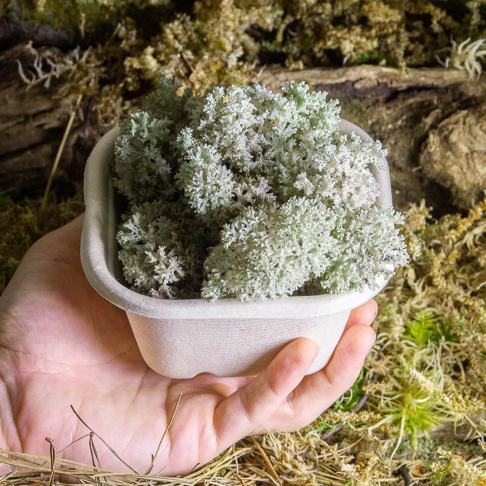 Coral Lichen