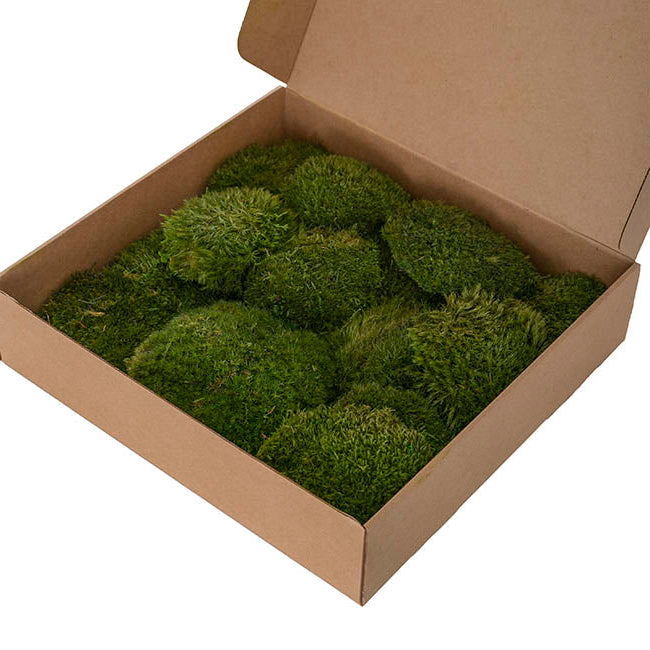 Preserved Mood Moss