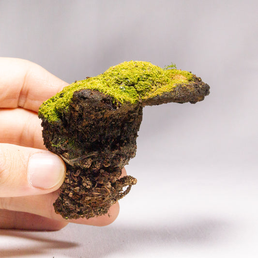 #7 - Moss Covered Mushroom - 7x8x8 cm