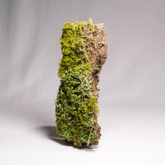 #5 - Moss and Lichen on Pine Bark - 14×5×3 cm