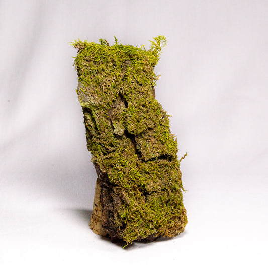 #10 - Moss on Pine Bark - 13x6x2 cm