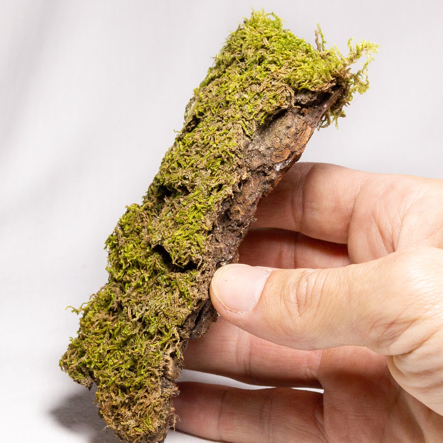 #10 - Moss on Pine Bark - 13x6x2 cm