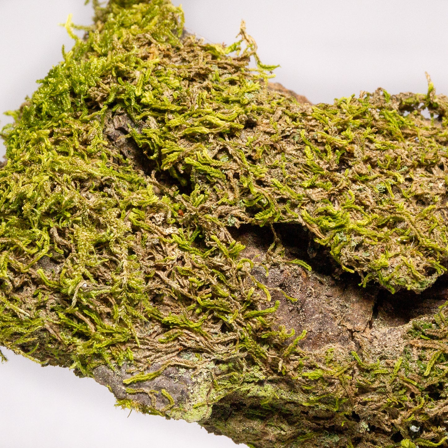 #10 - Moss on Pine Bark - 13x6x2 cm