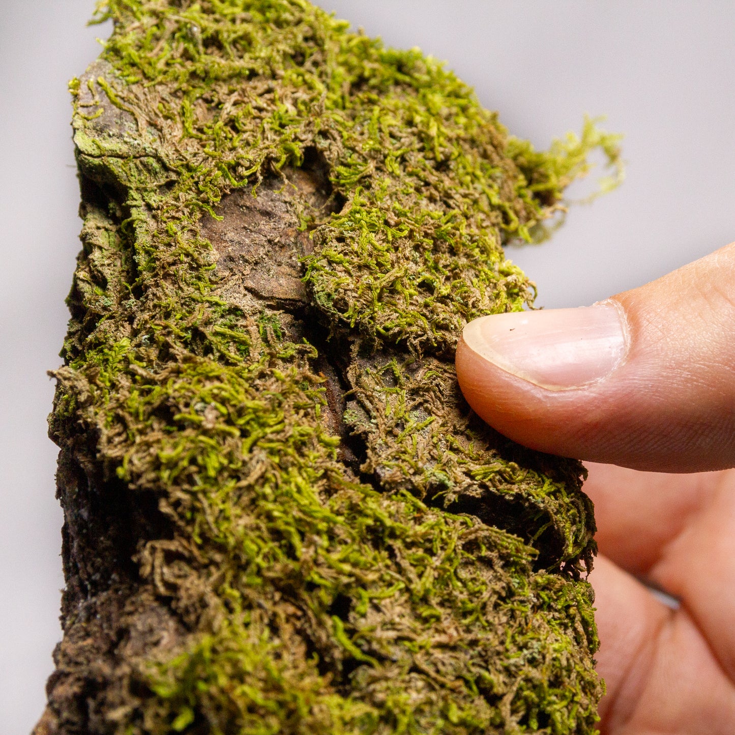 #10 - Moss on Pine Bark - 13x6x2 cm