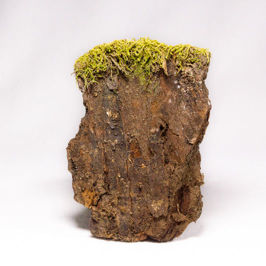 #12 - Moss on Pine Bark - FrankenPine - 10x7x3 cm