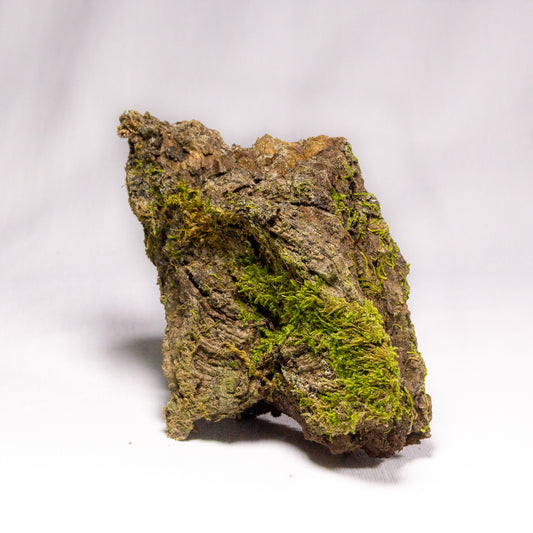 #13 - Moss on Pine Bark - 11×7×4 cm