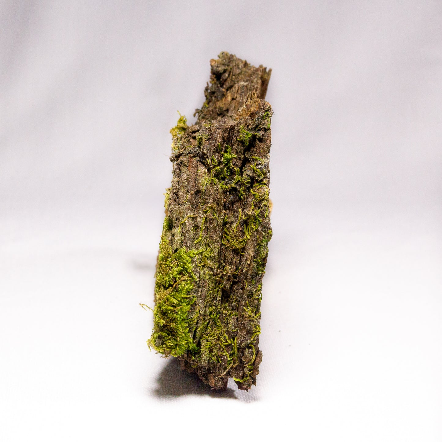 #13 - Moss on Pine Bark - 11×7×4 cm