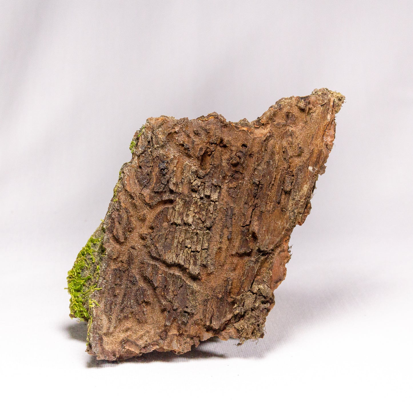 #13 - Moss on Pine Bark - 11×7×4 cm