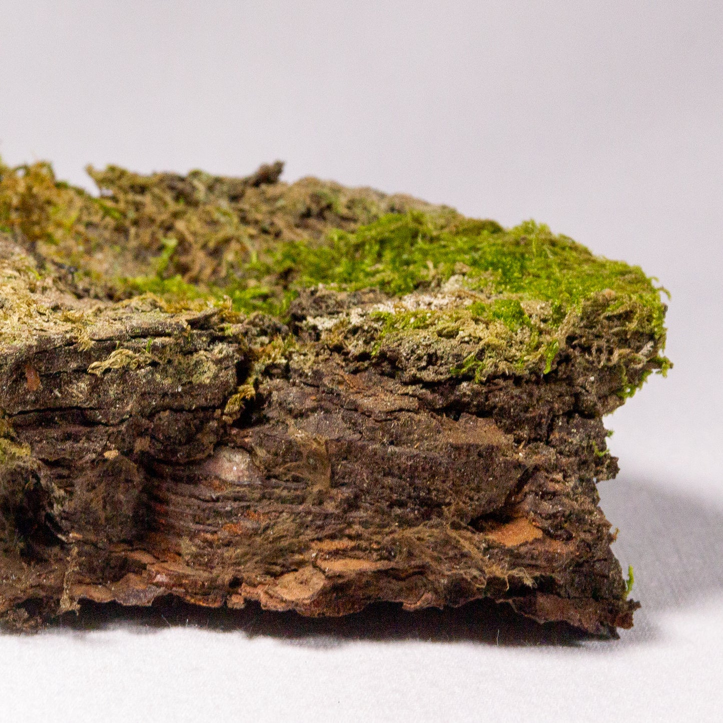 #13 - Moss on Pine Bark - 11×7×4 cm