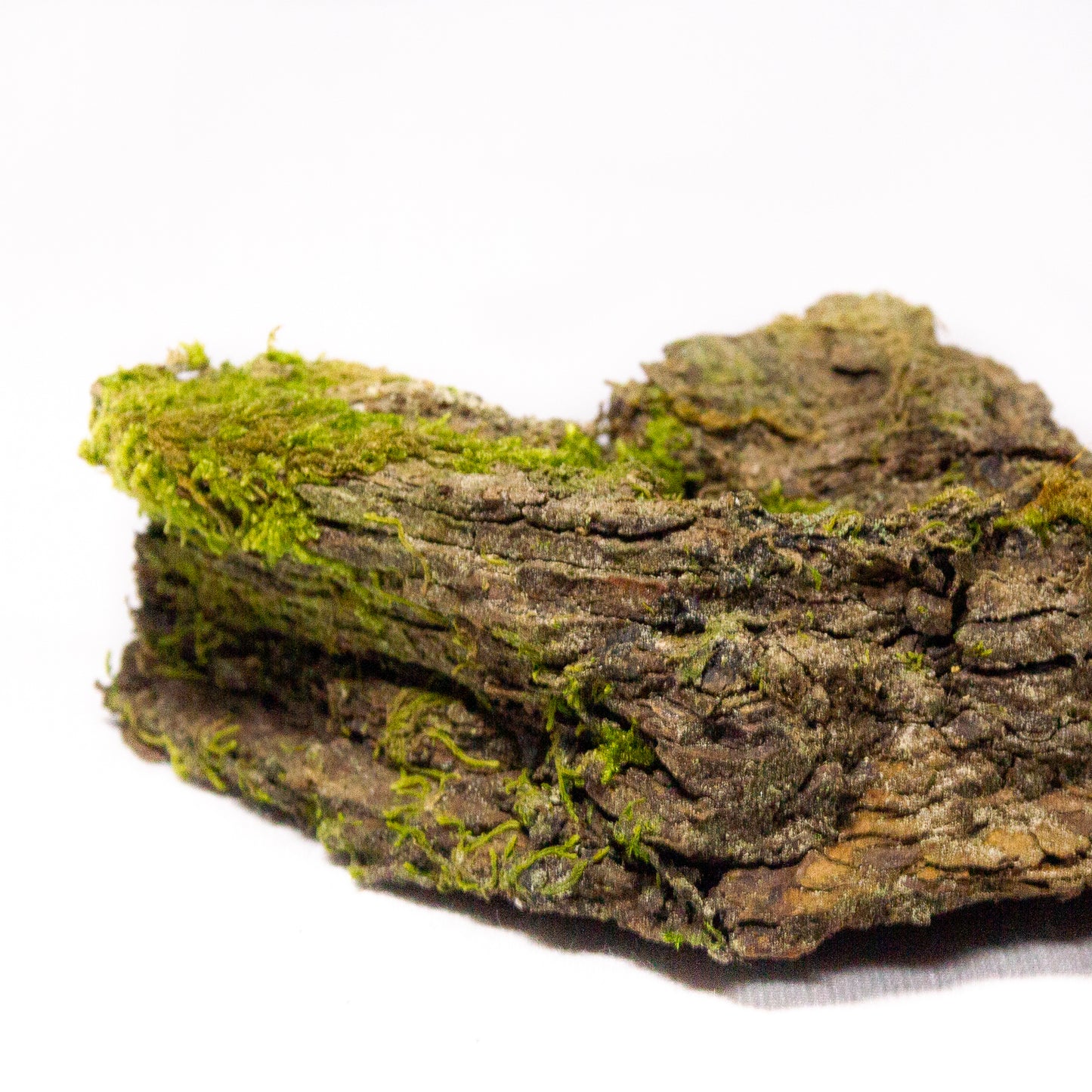 #13 - Moss on Pine Bark - 11×7×4 cm