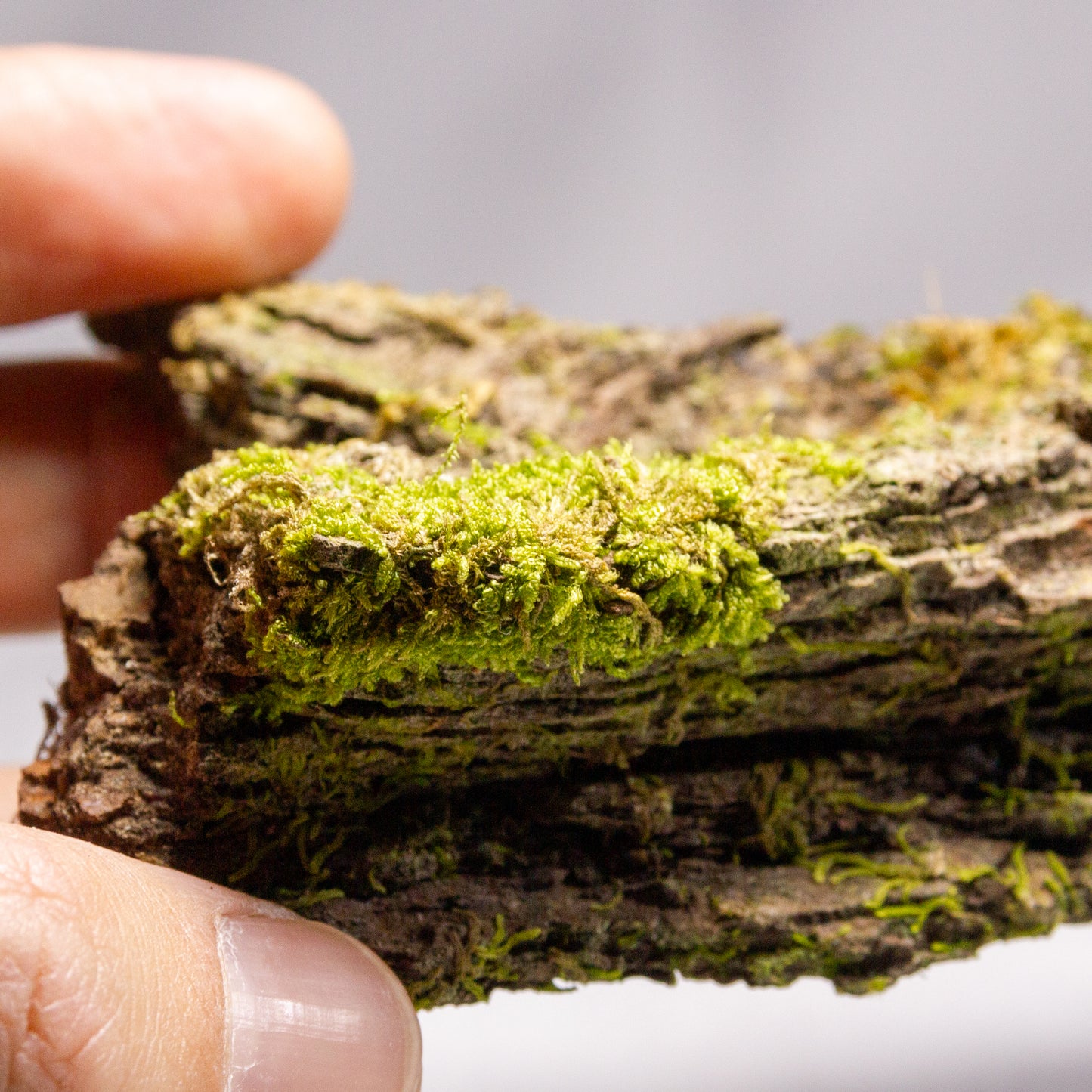 #13 - Moss on Pine Bark - 11×7×4 cm