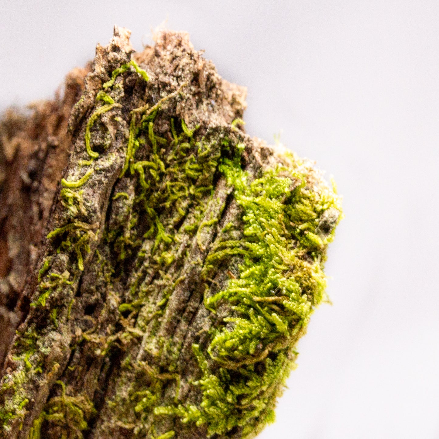 #13 - Moss on Pine Bark - 11×7×4 cm