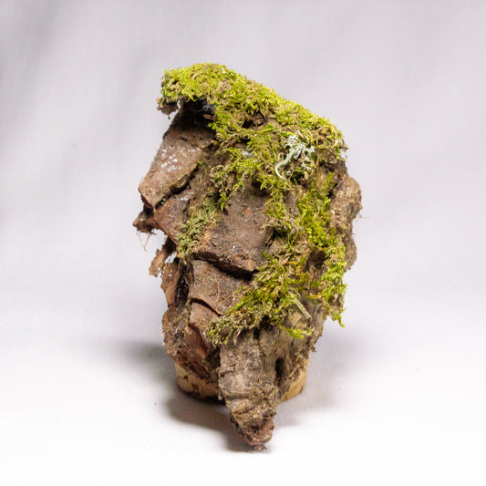 #14 - Moss on Pine Bark - 10×7×3 cm