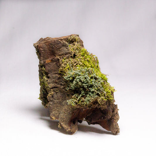 #15 - Moss on Pine Bark - 9×6×2 cm