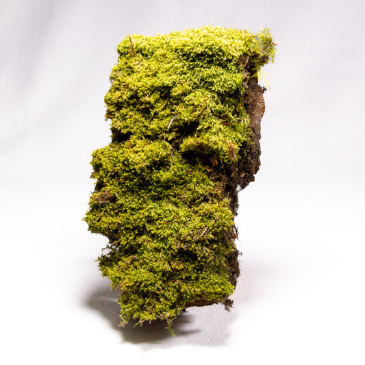 #16 - Moss on Pine Bark - 12×7.5×3.5 cm