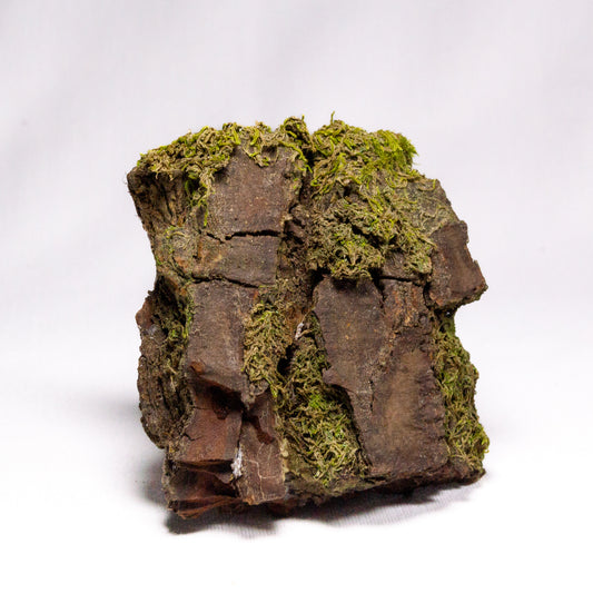 #17 - Moss on Pine Bark - 8×8×3 cm