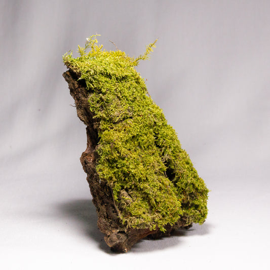 #8 - Moss on Pine Bark - 12×8×3 cm