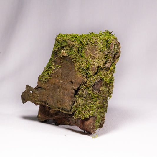 #9 - Moss on Pine Bark - 9×9×2 cm