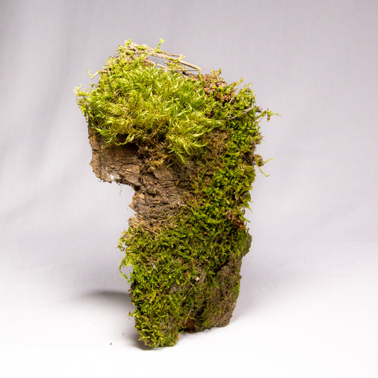 #11 - Pine Bark with Fork Moss - 15×9×2 cm