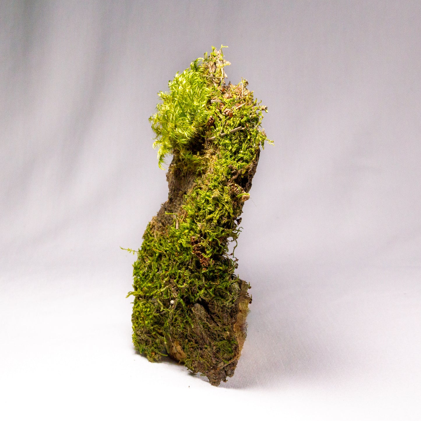 #11 - Pine Bark with Fork Moss - 15×9×2 cm