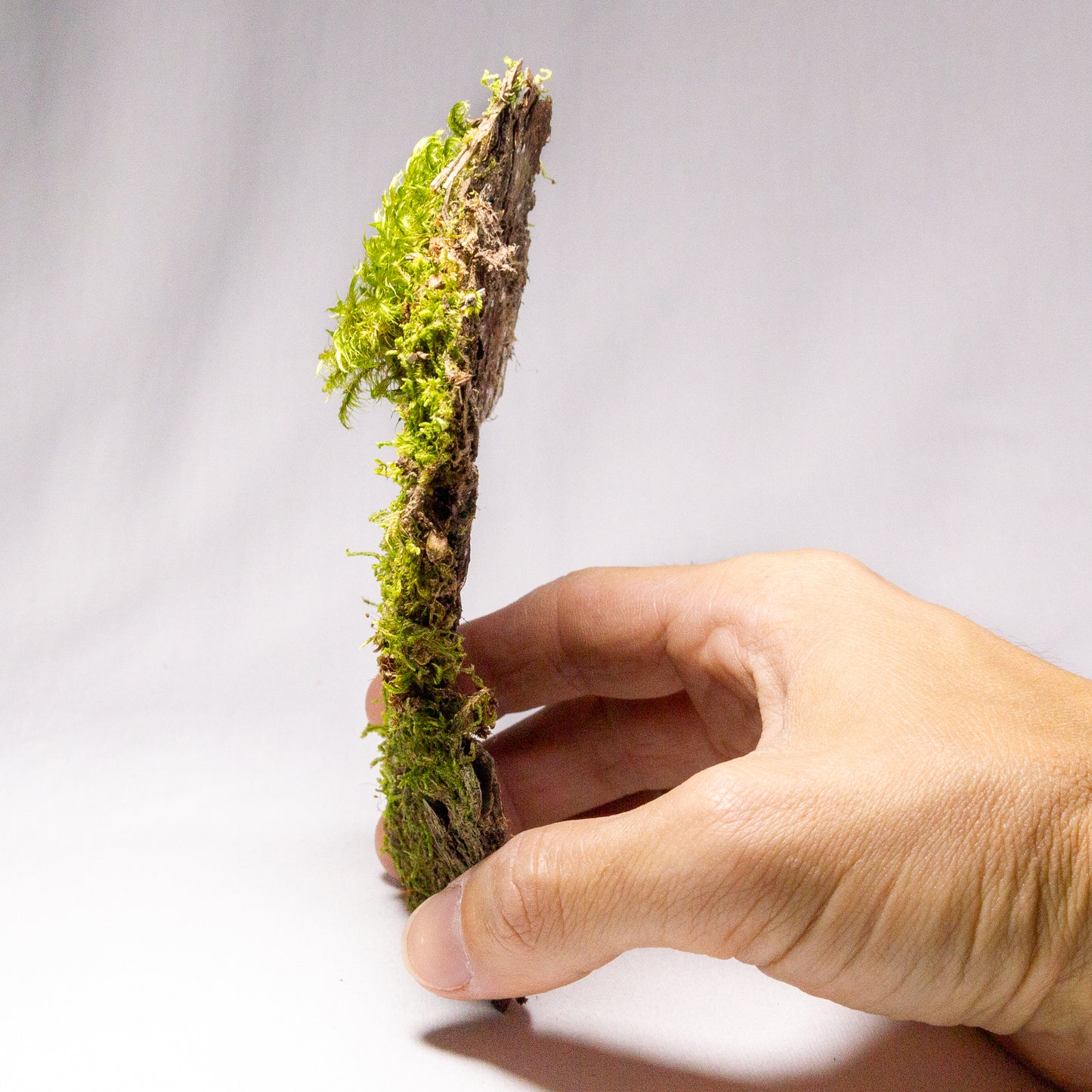 #11 - Pine Bark with Fork Moss - 15×9×2 cm