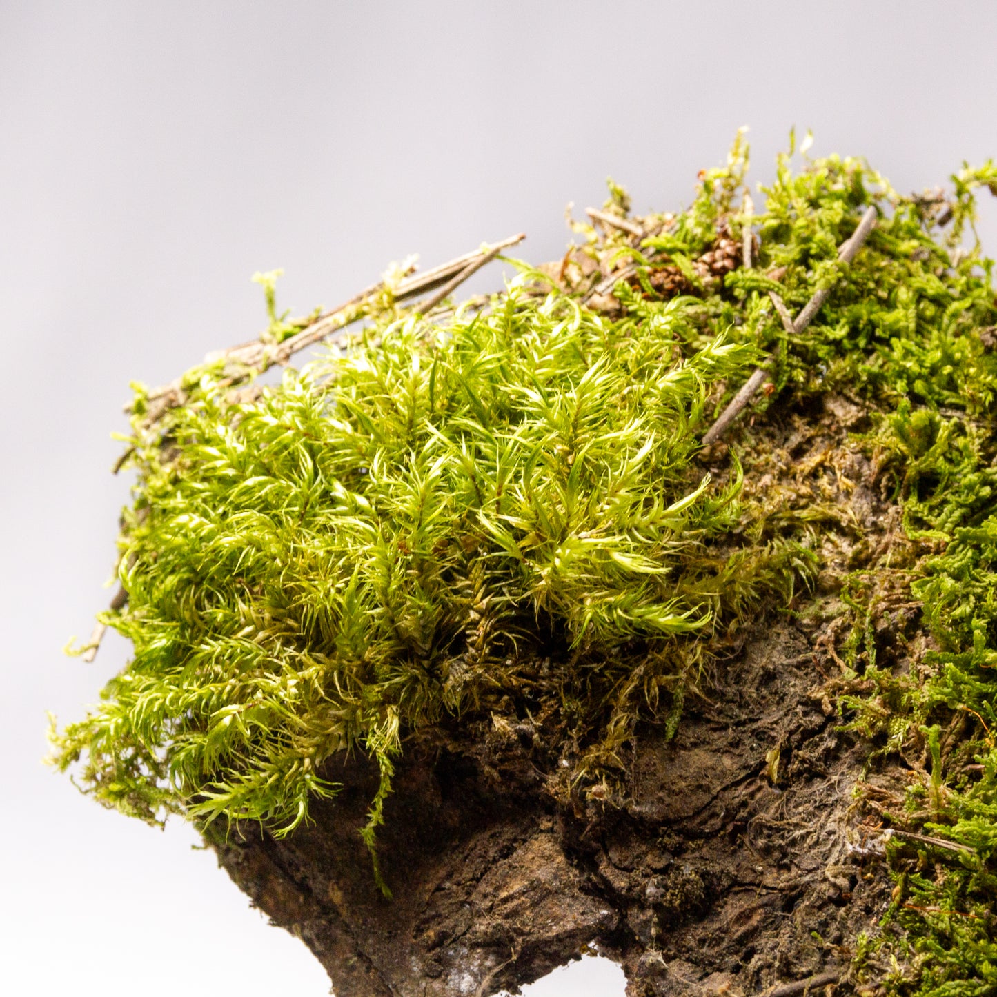 #11 - Pine Bark with Fork Moss - 15×9×2 cm